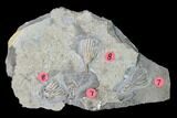 Four Fossil Crinoids (Dichocrinus & Eretmocrinus) - Gilmore City, Iowa #148691-1